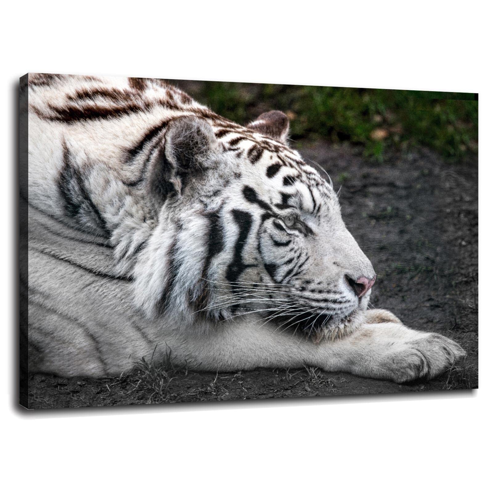 Amazon.co.jp: ホワイトタイガー ウォールアート 動物相 キャンバス